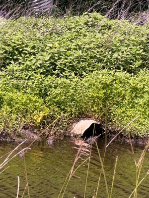 Alligator River National Wildlife Refuge by null