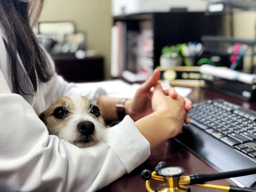 MICHIGAN ROAD ANIMAL HOSPITAL AT 96TH STREET 21 Photos & 14 Reviews