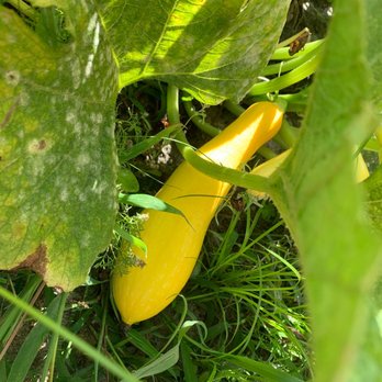 Wesley Wells Farm - Fresh produce you can pick! - Pick Your Own Farms Near Me - St. Augustine, Florida