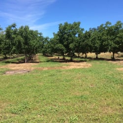 Warfield Farms - This is our Walnut orchard.