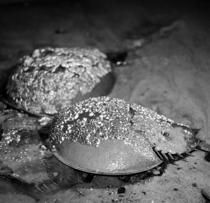 Dead Horse Bay by null