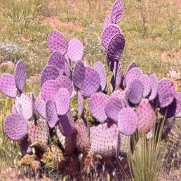 Purple prickly pear Purple prickly pear