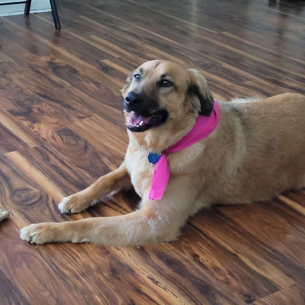 Huggies Pet Grooming - Maggie - Pet Groomers Near Me - Hollywood, Florida