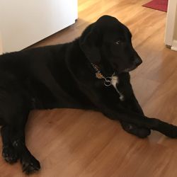 Bark Club - Senior client with hip and knee issues. He is such an angel!