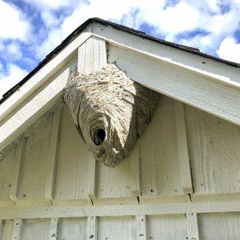 Rainier Pest Control - Are wasps and hornets keeping you from enjoying your summer outdoors? Call or text Rainier Pest Control! - Pest Control Near Me - Gig Harbor, Washington
