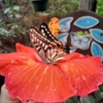 The Maui Butterfly Farm - Botanical Gardens Near Me - Lahaina, Hawaii The Maui Butterfly Farm - Botanical Gardens Near Me - Lahaina, Hawaii