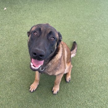 Fon Jon Dog Boarding and Daycare of San Diego - My silly Mal enjoying playtime - Pet Training Near Me - San Diego, California