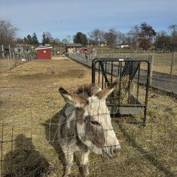 Atlantic Farm Market - Awww a sweet donkey