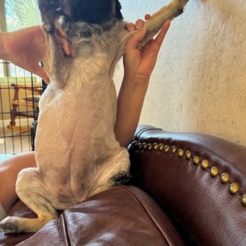 PetSmart - Pet Training Near Me - Phoenix, Arizona PetSmart - Pet Training Near Me - Phoenix, Arizona