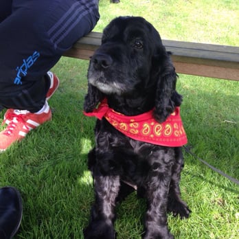 Lucianos @ The Millstone - Snoop enjoying the beer garden - Gastropubs Near Me - Chorley, LAN