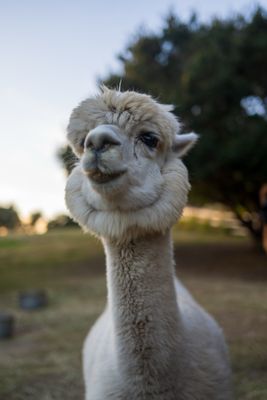 Canzelle Alpacas by null