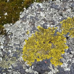 Espacio Escultórico - 5 different types of mosses