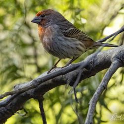 The Ranch at Laguna Beach - House finches fly from tree to tree all along the canal at the Ranch.