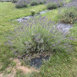 Lavender bushes Lavender bushes