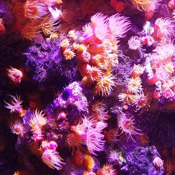 Seattle Aquarium - Aquariums Near Me - Seattle, Washington Seattle Aquarium - Aquariums Near Me - Seattle, Washington