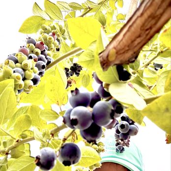 Temecula Berry - Farms Near Me - Temecula, California