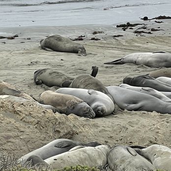 Nepenthe - Seals - New American Near Me - Big Sur, California