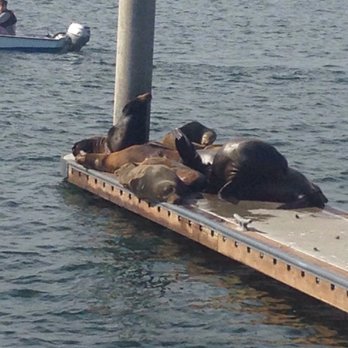 Burton W Chace Park - Sea lions chillin and having a good time - Parks Near Me - Marina del Rey, California Burton W Chace Park - Sea lions chillin and having a good time - Parks Near Me - Marina del Rey, California