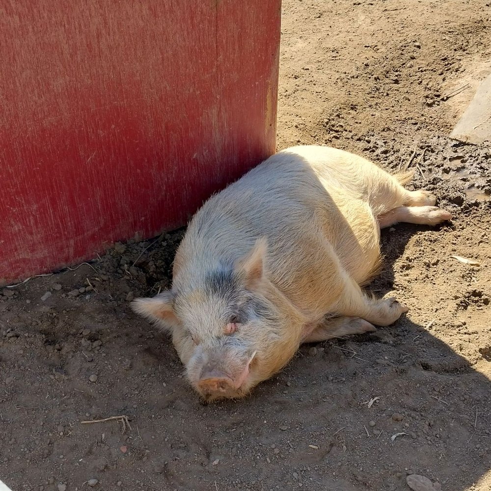 Oma's Family Farm - What's a farm without animals, and this guy is tuckered out - Pumpkin Patches Near Me - Lakeside, California