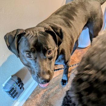 Alyssa Hosbach Dog Training - Pet Training Near Me