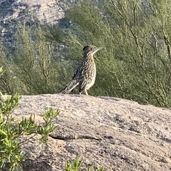 Catalina State Park - Road runner - Parks Near Me - Tucson, Arizona Catalina State Park - Road runner - Parks Near Me - Tucson, Arizona