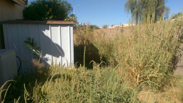 " BACKYARD MESA AZ. 2020" - "This was a senior citizen veteran home owner as you can see back yard got out of hand that was in bad shape.The whole frontyard had been updated so backyard stuck out like a sore thumb. We gutted the backyard over the weekend. Trimmed all palm trees,installed sprinklers,leveled ground and installed sod grass. We at ABC Landscaing LLC, loves to give back to community. We truly believe the best thing to honor this war hero is by giving him a free updated back yard.The owner absolutely loves his back yard"