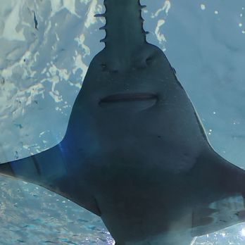Zoom Tours - Aquarium - Historical Tours Near Me - Toronto, Ontario Zoom Tours - Aquarium - Historical Tours Near Me - Toronto, Ontario