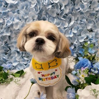 OC Pawtastic Grooming - Pawtastic pic - Pet Groomers Near Me - La Palma, California