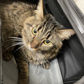 Alisal Pet Clinic - Veterinarians Near Me - Pleasanton, California Alisal Pet Clinic - Veterinarians Near Me - Pleasanton, California