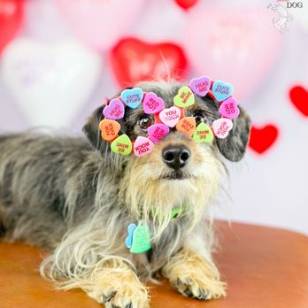 Doggywood - Pet Sitting Near Me - Bossier City, Louisiana Doggywood - Pet Sitting Near Me - Bossier City, Louisiana