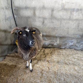 Rathbaun Farm - Farms Near Me - Ardrahan, G