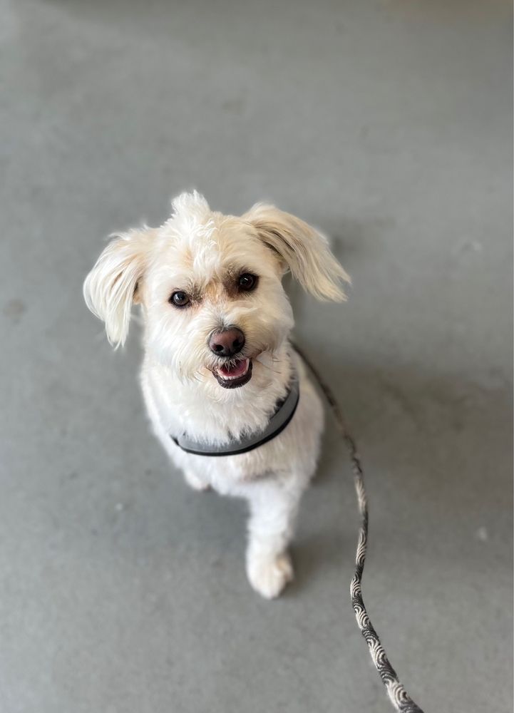 BARKS AND BUBBLES PET SALON Updated August 2024 73 Photos & 49