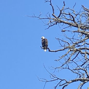 Nuts Outdoors - Bald Eagle - Bikes Near Me - Galena, Illinois