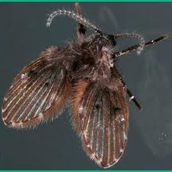 Why U Buggin Pest Control - Pest Control Near Me - Colorado Springs, Colorado Why U Buggin Pest Control - Pest Control Near Me - Colorado Springs, Colorado