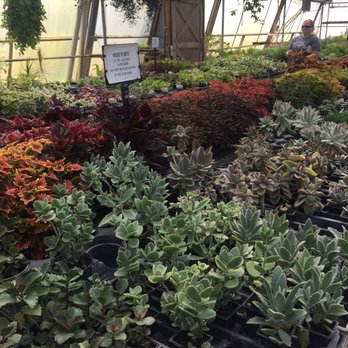 Davidson Greenhouse & Nursery - Nurseries & Gardening Near Me - Crawfordsville, Indiana Davidson Greenhouse & Nursery - Nurseries & Gardening Near Me - Crawfordsville, Indiana