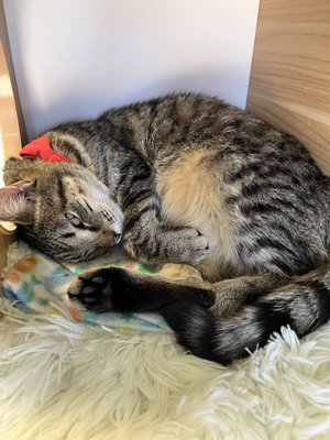 Catnip Cat Cafe by null