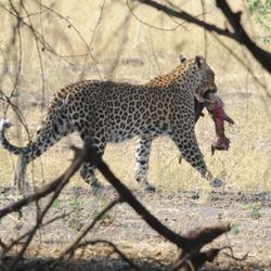 Roseborough Travel Agency - WOW! Wildlife safari with Roseborough Travel Agency