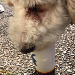 Pupuccino