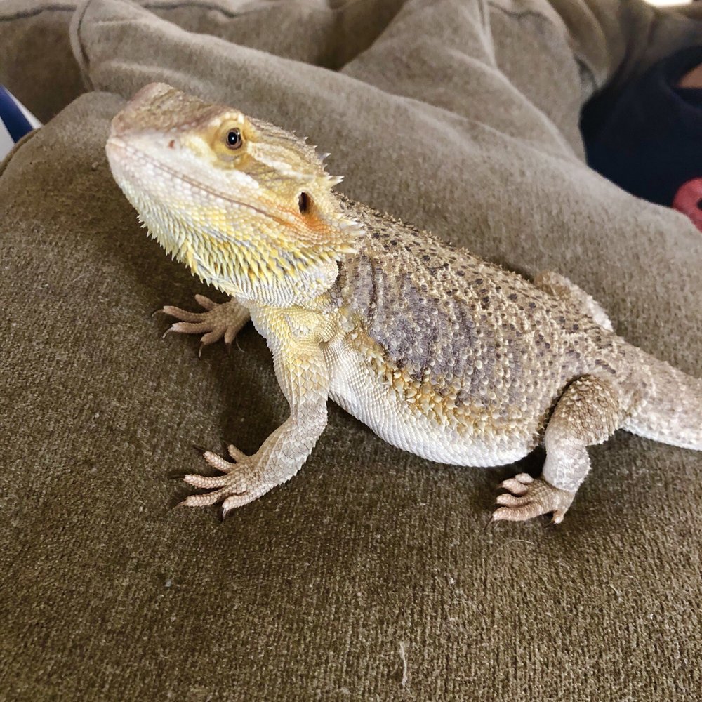 Pet Supplies Plus - Spring - Beardie boy 1a - Pet Groomers Near Me - Spring, Texas