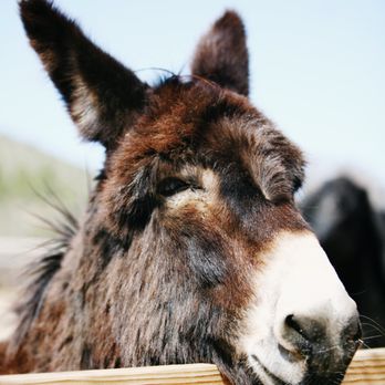 Farm Sanctuary - Animal Shelters Near Me - Acton, California