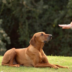 Paw Behavior