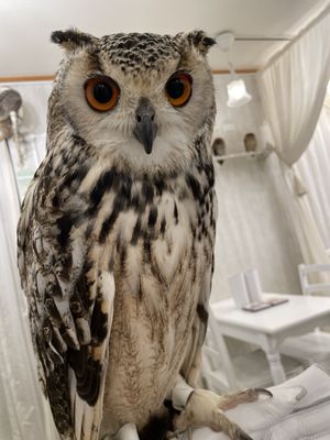 Owl Cafe Tokyo by null