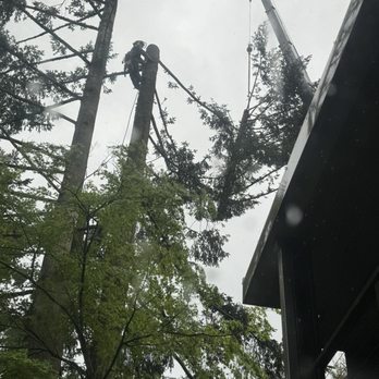 Urban Timber Tree Service - Cutting from top down. - Tree Services Near Me