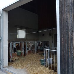 Edlahof - Kälber