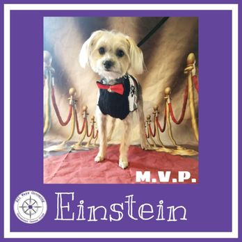 All Ways Grooming - Ask about our new MVP program! - Pet Groomers Near Me - Leander, Texas