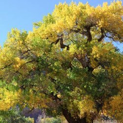 Marshall's Tree Service