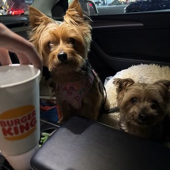 Burger King - Extra nice pup cup - Fast Food Near Me - Yuma, Arizona