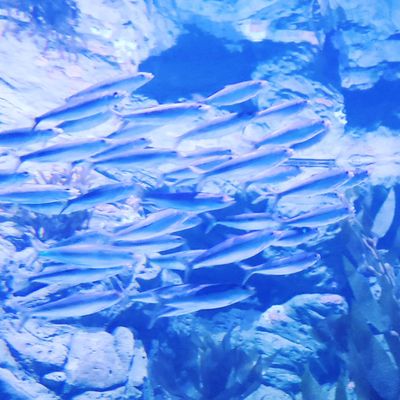 SHARK ENCOUNTER - 145 Photos - Aquariums - 6184 Sea Harbor Dr, Orlando