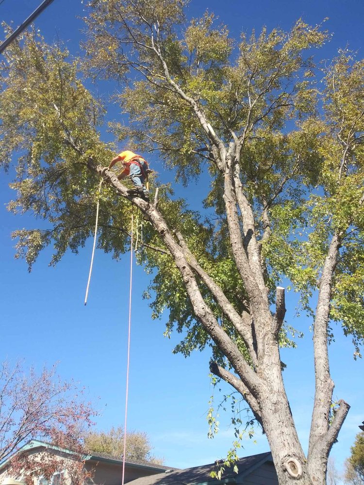All Seasons Tree Service - tree service in Wichita, KS