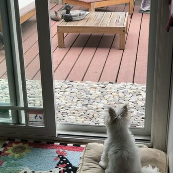 Steve Epstein - Keller Williams Realty - Tulip will always watch over this house, it is blessed - Real Estate Agents Near Me - Santa Barbara, California Steve Epstein - Keller Williams Realty - Tulip will always watch over this house, it is blessed - Real Estate Agents Near Me - Santa Barbara, California